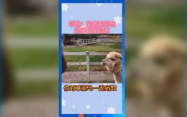 娱乐吃瓜群众歌曲有哪些,盘点热门“吃瓜”歌曲